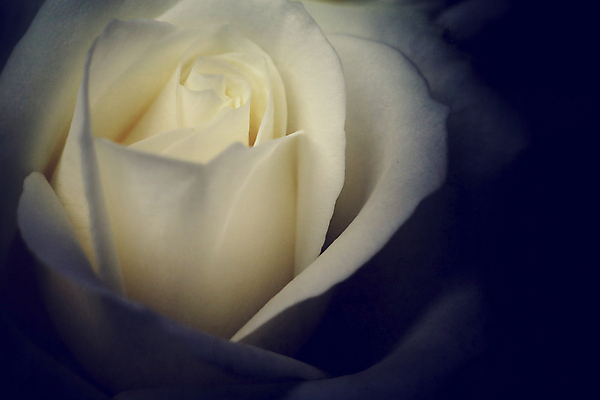 포토 JPG 해외이미지 기념일 꽃잎 꽃 꽃무늬 자연 발렌타인데이 선물 사랑 사람없음 파란색 장미 정원 벚꽃 우아함 묘사 질감 열정 부드러움 해외202009 관능적 해외포토 식물 감정 컬러 컨셉 무늬 데이이벤트 이벤트 감각 생태계 파일형식