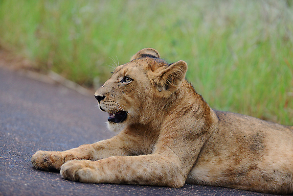 포토 JPG 해외이미지 동물 야생동물 어린이 새끼 2 포유류 아프리카 자연 놀이 생물 털 앉기 사람없음 고양이 젖음 게임 아기 못 황무지 사자 모피 사파리 육식동물 지역 분화구 서식지 동쪽 내추럴 결백 동물상 탄자니아 해외202009 해외포토 나라 모션 사람 반려동물 조형물 공구 방향 생태계 화산 파일형식