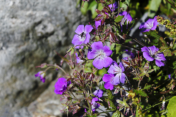 포토 JPG 해외이미지 식물 꽃잎 꽃 호수 분홍색 곤충 꽃무늬 밭 자연 산 노르웨이 사람없음 야외 초록색 파란색 컬러풀 정원 보라색 봄 들꽃 성장 벚꽃 개화 제비꽃 꿀 내추럴 해외202009 해외포토 동물 계절 유럽 컬러 무늬 농업 생태계 파일형식