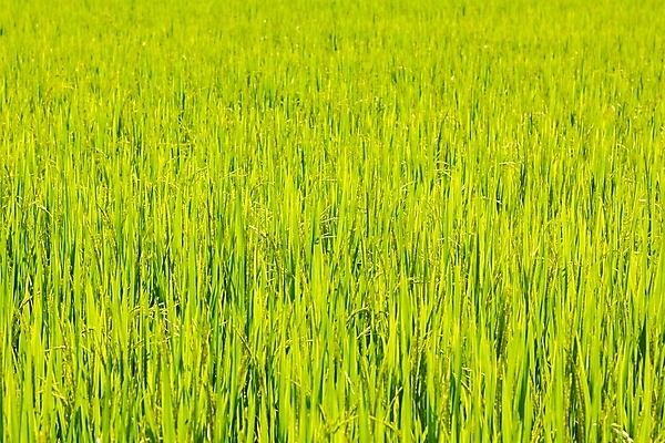 포토 JPG 해외이미지 나무 식물 계절 아시아 음식 줄기 백그라운드 잎 농업 태국 자연 밥 씨앗 동양인 초원 사람없음 야외 초록색 경제 농작물 농장 농경지 노란색 수확 성장 껍질 가을 전원 시골 황금 낟알 시리얼 유기농 날것 귀 논밭 밭일 숙성 해외202009 해외포토 웰빙 나라 산업 컬러 밭 논 인종 신체부위 전기에너지 생태계 파일형식