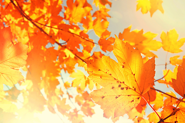 포토 JPG 해외이미지 나무 계절 공원 길 호수 잎 의자 오렌지 자연 휴식 새로움 따뜻함 앉기 풍경 사람없음 야외 목재 빨간색 초록색 반사 갈색 노란색 평화 걷기 정원 자유 가을 나뭇가지 도시 황금 숲 11월 땅 싱글 장면 공상 일반 10월 내추럴 땅바닥 해외202009 해외포토 식물 공공시설 컬러 가구 컨셉 과일 재료 모션 바닥 날짜 생태계 파일형식