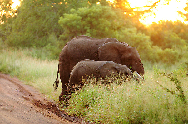 포토 JPG 해외이미지 동물 공원 여자 야생동물 어린이 여행 포유류 가족 아프리카 자연 엄마 초식동물 코끼리 종류 풍경 사람없음 야외 게임 아기 황무지 보호 작음 큼 사파리 귀 5 케냐 내추럴 송아지 마사이족 사바나 전국 카피스페이스 해외202009 약함 해외포토 공공시설 나라 새끼 컨셉 관계 놀이 사람 신체부위 숫자 공백 소 크기 생태계 파일형식