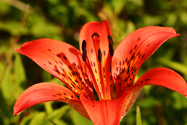 포토 JPG 해외이미지 식물 꽃잎 줄기 잎 자연 초원 사람없음 백합 양귀비 그리너리 해외202009 해외포토 꽃 생태계 파일형식 트랜드컬러