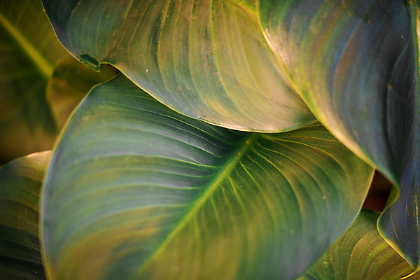 포토 JPG 해외이미지 식물 꽃잎 백그라운드 잎 패턴 자연 추상 사람없음 야외 초록색 정원 봄 신선 닫기 묘사 질감 녹색배경 내추럴 해외202009 해외포토 계절 꽃 컬러 무늬 모션 생태계 파일형식