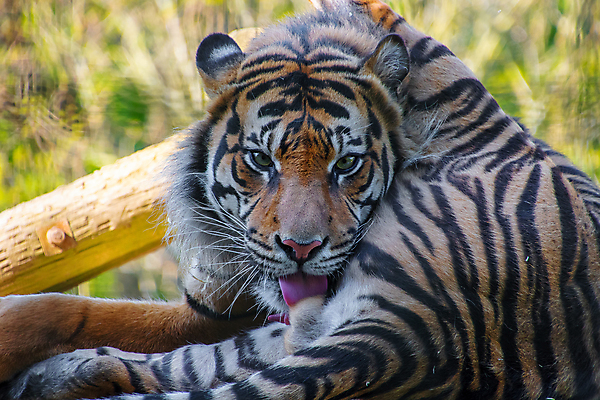 포토 JPG 해외이미지 동물 응시 얼굴 야생동물 백그라운드 포유류 자연 털 사람없음 머리 고양이 줄무늬 호랑이 닫기 위험 큼 육식동물 사냥꾼 해외202009 해외포토 직업 시선 컨셉 무늬 모션 신체부위 반려동물 크기 생태계 파일형식