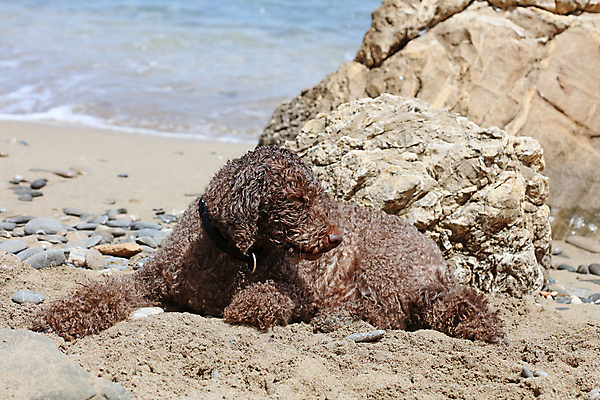 포토 JPG 해외이미지 전신 동물 여자 행복 모래 바다 모션 자연 휴가 건강 사랑 미소 사람없음 야외 여름 반려동물 컬러풀 운동 유행 젖음 에너지 자유 흰색 신선 막대기 개 골든리트리버 송곳니 복종 신앙심 해외202009 해외포토 계절 감정 컬러 컨셉 포유류 표정 사람 리트리버 치아 생태계 파일형식