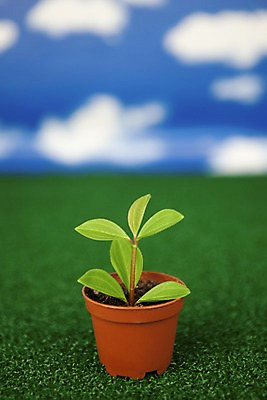 포토 JPG 스튜디오촬영 식물 구름 화분 화초 자연 생명 실내 잔디 사람없음 라이프 자연보호 환경 사회이슈 국내포토 자연요소 컨셉 내부 생활 보호 생태계 파일형식