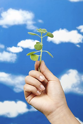 포토 JPG 스튜디오촬영 식물 구름 손 화초 자연 생명 실내 라이프 신체부위 자연보호 환경 사회이슈 장미허브 국내포토 자연요소 컨셉 사람 내부 생활 보호 허브 생태계 파일형식