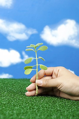 포토 JPG 스튜디오촬영 식물 구름 손 화초 자연 생명 실내 잔디 라이프 신체부위 자연보호 환경 사회이슈 장미허브 국내포토 자연요소 컨셉 사람 내부 생활 보호 허브 생태계 파일형식