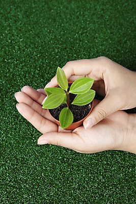 포토 JPG 스튜디오촬영 식물 손 화분 화초 백그라운드 자연 생명 실내 잔디 라이프 신체부위 자연보호 환경 공백 사회이슈 국내포토 컨셉 사람 내부 생활 보호 생태계 파일형식