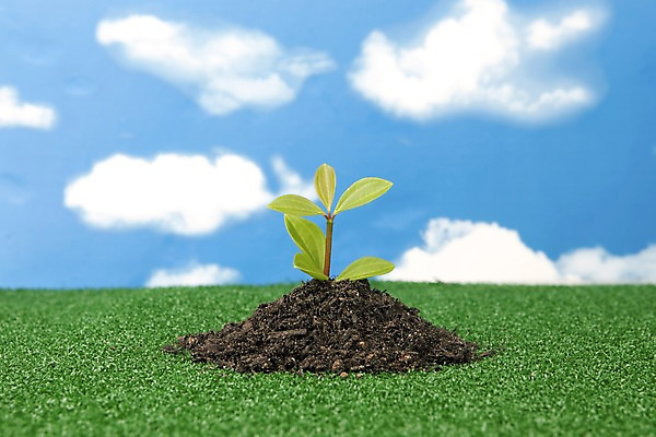 포토 JPG 스튜디오촬영 식물 구름 화초 자연 생명 실내 잔디 사람없음 라이프 새싹 자연보호 환경 흙 풀 사회이슈 국내포토 자연요소 컨셉 내부 생활 보호 생태계 파일형식