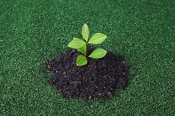 포토 JPG 스튜디오촬영 식물 화초 자연 생명 실내 잔디 사람없음 라이프 새싹 자연보호 환경 흙 풀 사회이슈 국내포토 컨셉 내부 생활 보호 생태계 파일형식