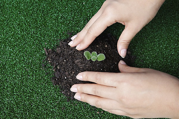 포토 JPG 스튜디오촬영 식물 손 화초 자연 생명 실내 잔디 라이프 신체부위 새싹 자연보호 환경 흙 사회이슈 장미허브 국내포토 컨셉 사람 내부 생활 보호 허브 생태계 파일형식