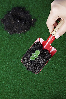 포토 JPG 스튜디오촬영 식물 손 화초 자연 생명 실내 잔디 라이프 신체부위 새싹 자연보호 환경 흙 모종삽 사회이슈 장미허브 국내포토 컨셉 사람 내부 생활 보호 삽 허브 생태계 파일형식