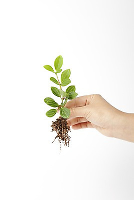 포토 JPG 스튜디오촬영 식물 손 화초 백그라운드 자연 생명 실내 라이프 신체부위 자연보호 환경 공백 사회이슈 국내포토 컨셉 사람 내부 생활 보호 생태계 파일형식