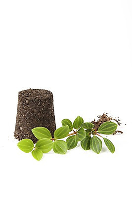 포토 JPG 스튜디오촬영 식물 화초 백그라운드 자연 생명 실내 누끼 사람없음 라이프 자연보호 환경 흙 공백 풀 사회이슈 국내포토 컨셉 내부 생활 보호 생태계 파일형식