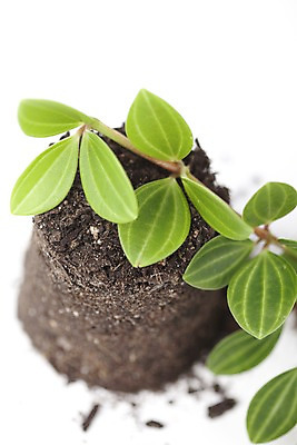 포토 JPG 스튜디오촬영 식물 화초 자연 생명 실내 근접촬영 사람없음 라이프 자연보호 환경 흙 풀 사회이슈 국내포토 뷰포인트 컨셉 내부 생활 보호 생태계 파일형식