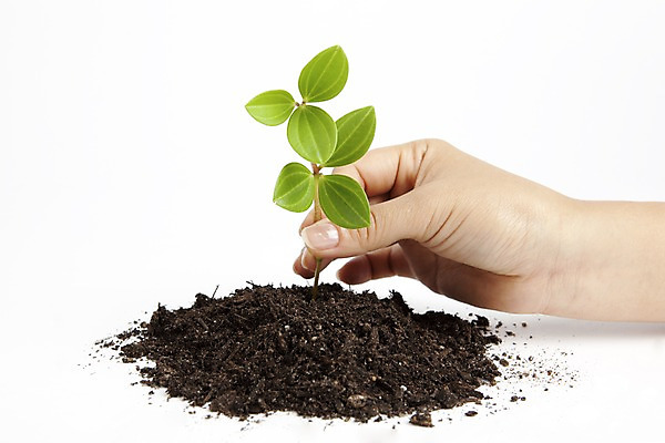 포토 JPG 스튜디오촬영 식물 손 화초 자연 생명 실내 라이프 신체부위 자연보호 환경 흙 사회이슈 국내포토 컨셉 사람 내부 생활 보호 생태계 파일형식