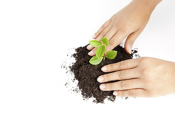 포토 JPG 스튜디오촬영 식물 손 화초 자연 생명 실내 라이프 신체부위 자연보호 환경 흙 사회이슈 국내포토 컨셉 사람 내부 생활 보호 생태계 파일형식