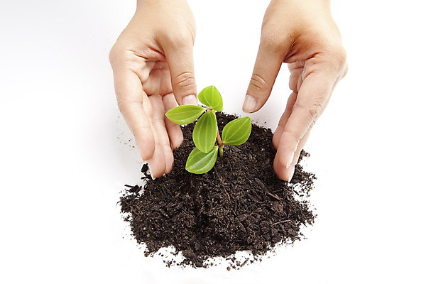 포토 JPG 스튜디오촬영 식물 손 화초 자연 생명 실내 라이프 신체부위 자연보호 환경 흙 사회이슈 국내포토 컨셉 사람 내부 생활 보호 생태계 파일형식