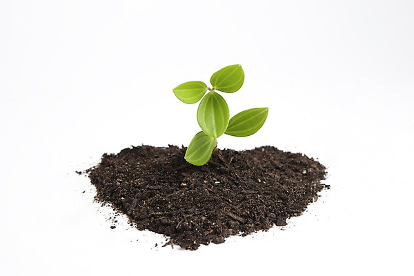 포토 JPG 스튜디오촬영 식물 화초 백그라운드 자연 생명 실내 누끼 사람없음 라이프 자연보호 환경 흙 공백 풀 사회이슈 국내포토 컨셉 내부 생활 보호 생태계 파일형식