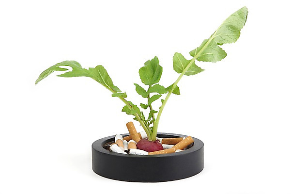 포토 JPG 스튜디오촬영 식물 캠페인 채소 담배 실내 건강 경고 누끼 사람없음 건강관리 풀 알림 금연 담배꽁초 재떨이 국내포토 관리 내부 사회이슈 파일형식