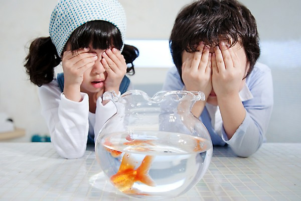 포토 JPG 동물 여자 남자 어린이라이프 초등학생 어린이 가족 놀이 휴식 실내 남매 어류 사람 동양인 소녀 소년 상반신 취미 두명 앞모습 어항 금붕어 어린이만 국내포토 학생 라이프스타일 뷰포인트 컨셉 관계 인종 내부 수중동물 파일형식