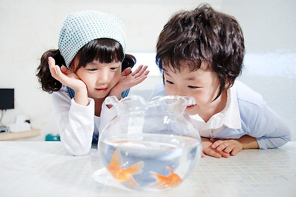 포토 JPG 동물 여자 남자 어린이라이프 초등학생 어린이 가족 놀이 휴식 실내 남매 어류 사람 동양인 소녀 소년 상반신 취미 두명 기쁨 어항 즐거움 호기심 금붕어 어린이만 국내포토 학생 라이프스타일 감정 컨셉 관계 인종 내부 수중동물 파일형식