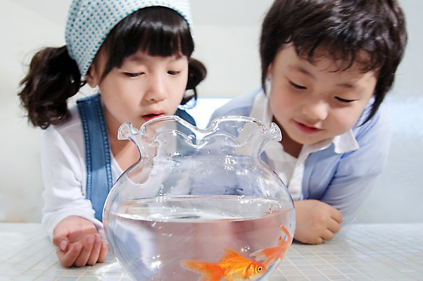 포토 JPG 동물 여자 남자 어린이라이프 초등학생 어린이 가족 놀이 휴식 실내 남매 어류 사람 동양인 소녀 소년 상반신 취미 두명 앞모습 기쁨 관찰 어항 즐거움 호기심 금붕어 어린이만 국내포토 학생 라이프스타일 감정 뷰포인트 컨셉 관계 모션 인종 내부 수중동물 파일형식