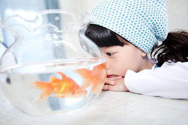 포토 JPG 주간 라이프스타일 여자 초등학생 어린이 두마리 실내 두건 관상어 어류 한명 서기 사람 동양인 소녀 상반신 옆모습 한국인 어항 금붕어 여자만 여자한명만 어린이만 소녀만 소녀한명만 국내포토 자연요소 1 학생 뷰포인트 2 모션 인종 내부 생활 수중동물 파일형식