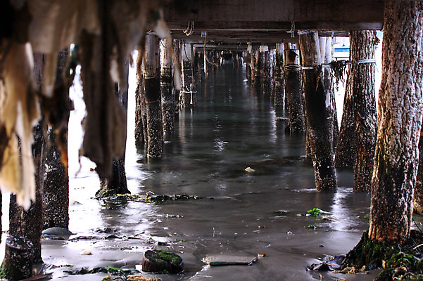 포토 JPG 주간 자연 풍경 사람없음 야외 통나무 나무기둥 어촌 진흙 갯벌 다리밑 국내포토 자연요소 나무 시골 다리_건축물 아래 생태계 파일형식