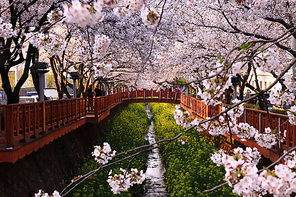 포토 JPG 주간 나무 식물 계절 꽃잎 꽃 꽃밭 봄꽃 자연 풍경 야외 울타리 봄 벚꽃 나뭇가지 개울 벚나무 유채 국내포토 자연요소 담장 강 생태계 파일형식