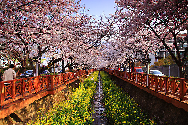 포토 JPG 주간 나무 식물 계절 꽃 육상교통 교통 꽃밭 봄꽃 자동차 자연 하늘 주택 사람 동양인 풍경 야외 건물 울타리 봄 벚꽃 개울 벚나무 주차 유채 국내포토 자연요소 건축물 교통수단 인종 담장 강 생태계 파일형식