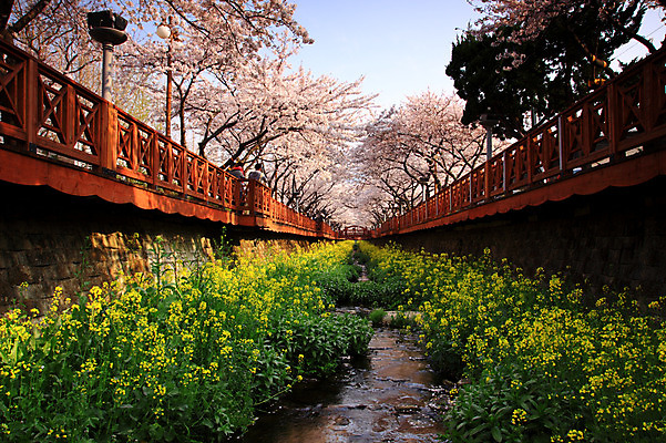 포토 JPG 주간 나무 식물 계절 꽃 로우앵글 꽃밭 가로등 봄꽃 자연 하늘 풍경 사람없음 야외 울타리 봄 벚꽃 개울 벚나무 유채 국내포토 자연요소 공공시설 뷰포인트 담장 강 생태계 파일형식