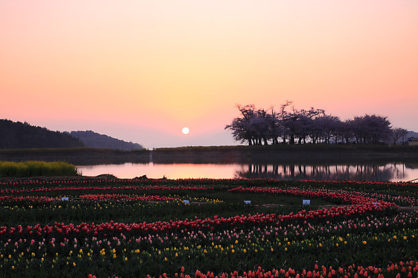 포토 JPG 나무 식물 계절 꽃 꽃밭 봄꽃 자연 산 풍경 사람없음 야외 태양 반사 일출 노을 일몰 봄 튤립 벚꽃 숲 국내포토 자연요소 생태계 파일형식
