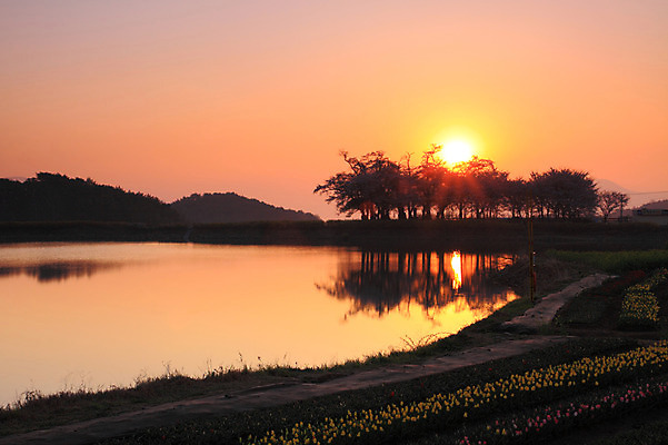 포토 JPG 나무 식물 계절 길 호수 꽃밭 봄꽃 자연 산 풍경 사람없음 야외 태양 반사 일출 노을 일몰 봄 튤립 벚꽃 저수지 숲 국내포토 자연요소 꽃 생태계 파일형식