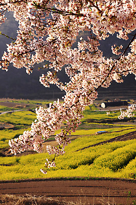 포토 JPG 주간 나무 식물 계절 꽃잎 꽃 밭 농업 봄꽃 자연 논 풍경 사람없음 야외 봄 벚꽃 농촌 시골 벚나무 국내포토 자연요소 산업 생태계 파일형식