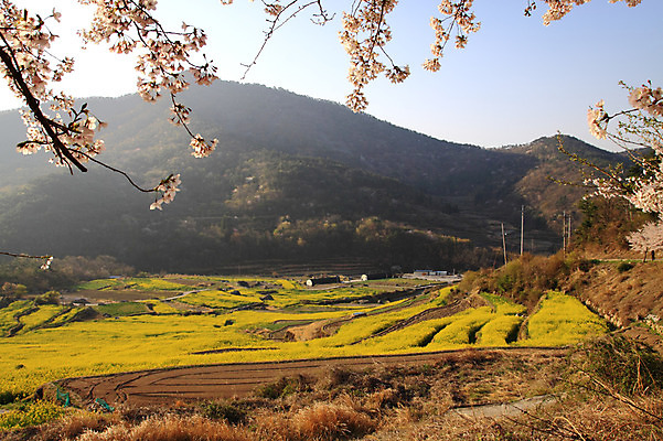 포토 JPG 주간 나무 식물 계절 꽃 밭 농업 봄꽃 자연 하늘 산 논 풍경 사람없음 야외 봄 벚꽃 나뭇가지 농촌 시골 숲 국내포토 자연요소 산업 생태계 파일형식