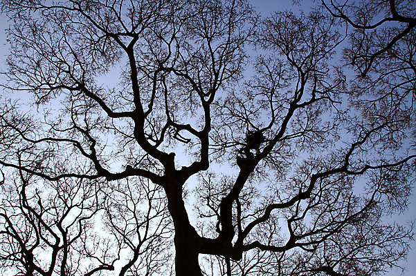 포토 JPG 주간 나무 식물 실루엣 로우앵글 자연 하늘 풍경 사람없음 야외 나뭇가지 둥지 국내포토 자연요소 뷰포인트 촬영기법 생태계 파일형식