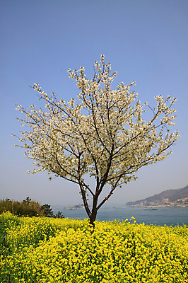 포토 JPG 주간 나무 식물 계절 꽃 바다 꽃밭 봄꽃 자연 하늘 산 풍경 사람없음 야외 강 봄 벚꽃 유채 국내포토 자연요소 생태계 파일형식