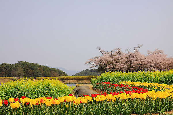 포토 JPG 주간 나무 식물 계절 꽃 꽃밭 봄꽃 자연 하늘 산 풍경 사람없음 야외 강 봄 튤립 벚꽃 숲 유채 국내포토 자연요소 생태계 파일형식
