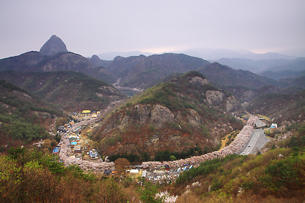 포토 JPG 주간 나무 식물 계절 꽃 봄꽃 자연 하늘 산 풍경 사람없음 야외 건물 하이앵글 마을 봄 벚꽃 숲 국내포토 자연요소 건축물 뷰포인트 생태계 파일형식