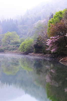 포토 JPG 주간 나무 식물 계절 꽃 호수 단풍 자연 산 풍경 사람없음 야외 반사 봄 안개 저수지 숲 국내포토 자연요소 잎 날씨 생태계 파일형식