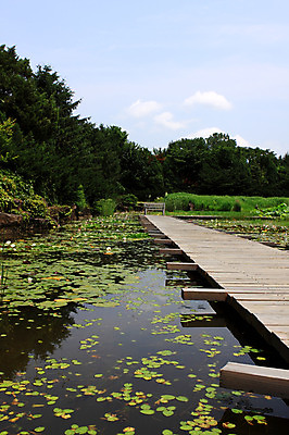 포토 JPG 주간 나무 식물 구름 자연 하늘 풍경 사람없음 야외 연못 풀 숲 연잎 나무다리 가교 국내포토 자연요소 건축물 잎 다리_건축물 생태계 파일형식