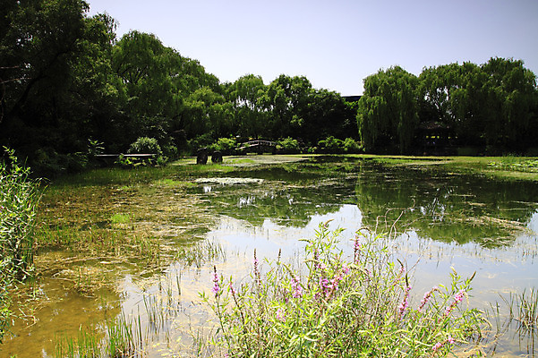 포토 JPG 주간 나무 식물 꽃 자연 하늘 풍경 사람없음 야외 물 저수지 연못 풀 습지 숲 국내포토 자연요소 생태계 파일형식