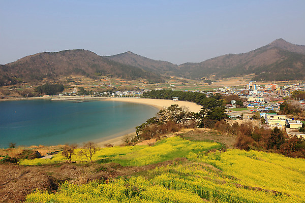 포토 JPG 주간 나무 식물 계절 꽃 바다 자연 하늘 산 풍경 초원 해변 사람없음 야외 건물 하이앵글 마을 봄 유채 국내포토 자연요소 건축물 뷰포인트 생태계 파일형식