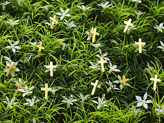 포토 JPG 스튜디오촬영 식물 꽃 기독교 종교 십자가 종교용품 기독교용품 실내 사람없음 풀 오브젝트 국내포토 내부 파일형식