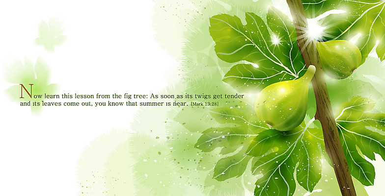 EPS 나무 식물 열매 기독교 종교 컬러 백그라운드 잎 일러스트 자연 사람없음 초록색 빛 햇빛 성경 나뭇가지 감성 무화과 내추럴 무화과나무 자연적 국내일러스트 컨셉 과일 종교용품 태양 생태계 파일형식 벡터