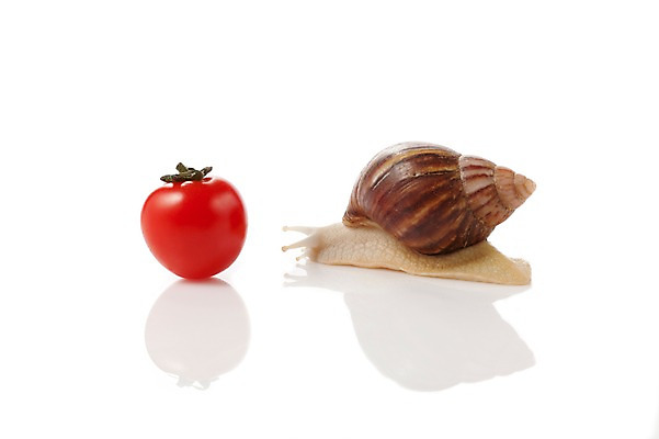 포토 JPG 스튜디오촬영 동물 한마리 음식 백그라운드 컨셉 토마토 채소 방울토마토 연체동물 실내 누끼 사람없음 공백 오브젝트 달팽이 국내포토 1 무척추동물 내부 파일형식