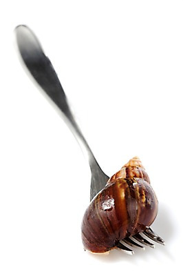 포토 JPG 스튜디오촬영 동물 한마리 식기 백그라운드 포크 컨셉 연체동물 실내 누끼 사람없음 공백 오브젝트 달팽이 국내포토 1 무척추동물 내부 파일형식